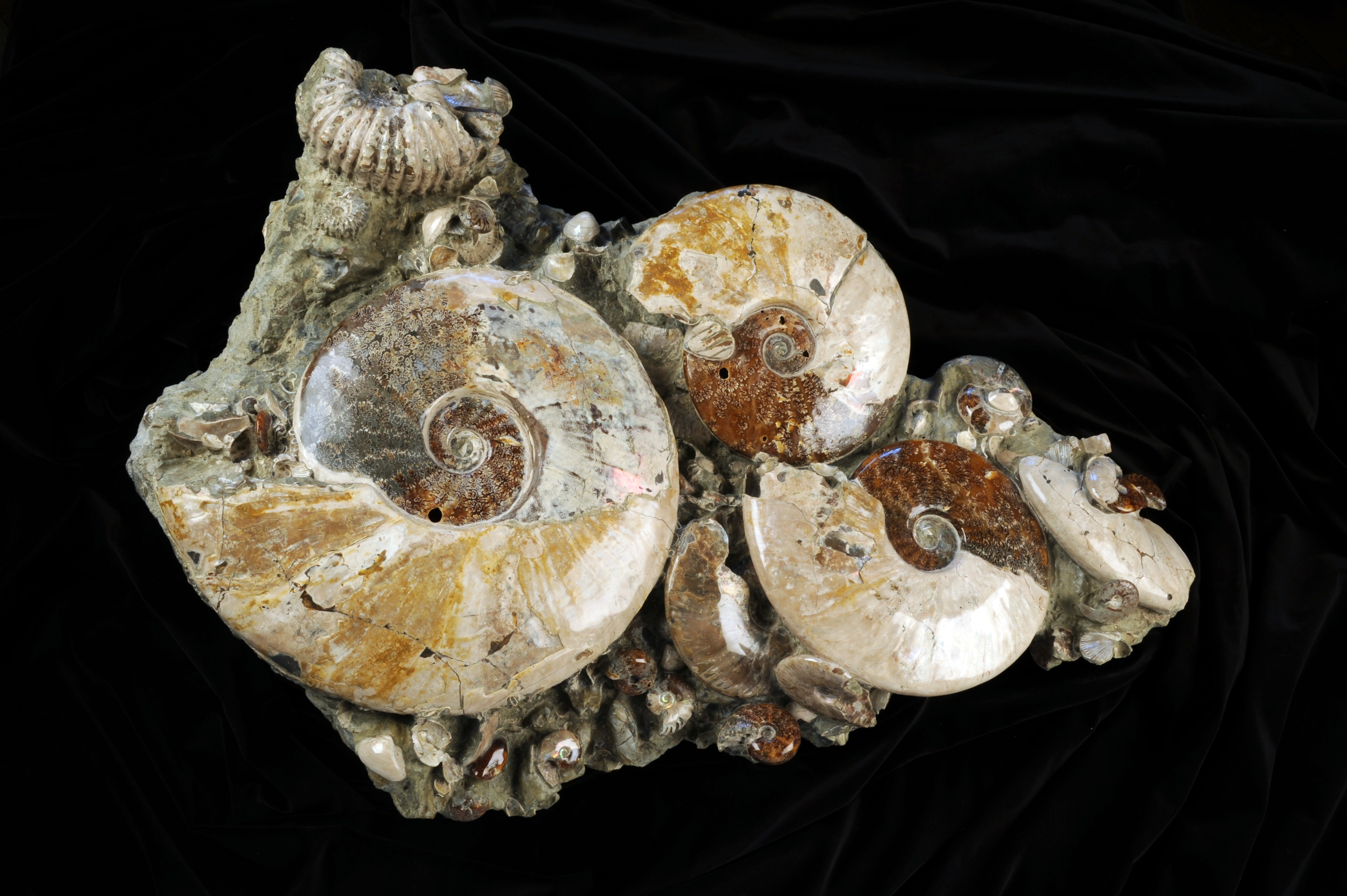 Madagaskar Ammoniten Hauptbild