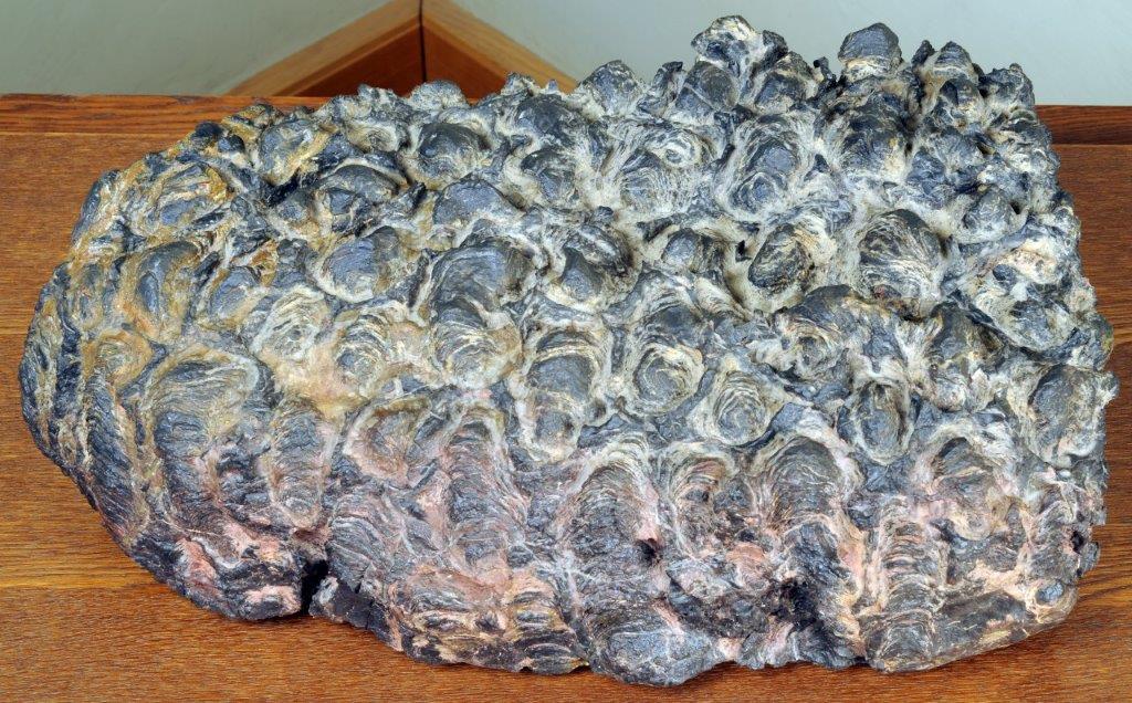 Stromatolith Groegl schuhmacher 