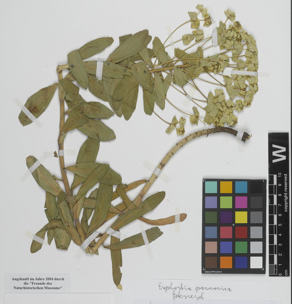 NHM Freunde 2004 Euphorbia pannonica