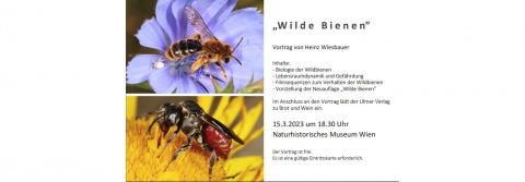 Wilde Bienen - Vortrag und Buchpräsentation