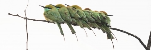 Iran: Vögel, Forschung, Herausforderungen