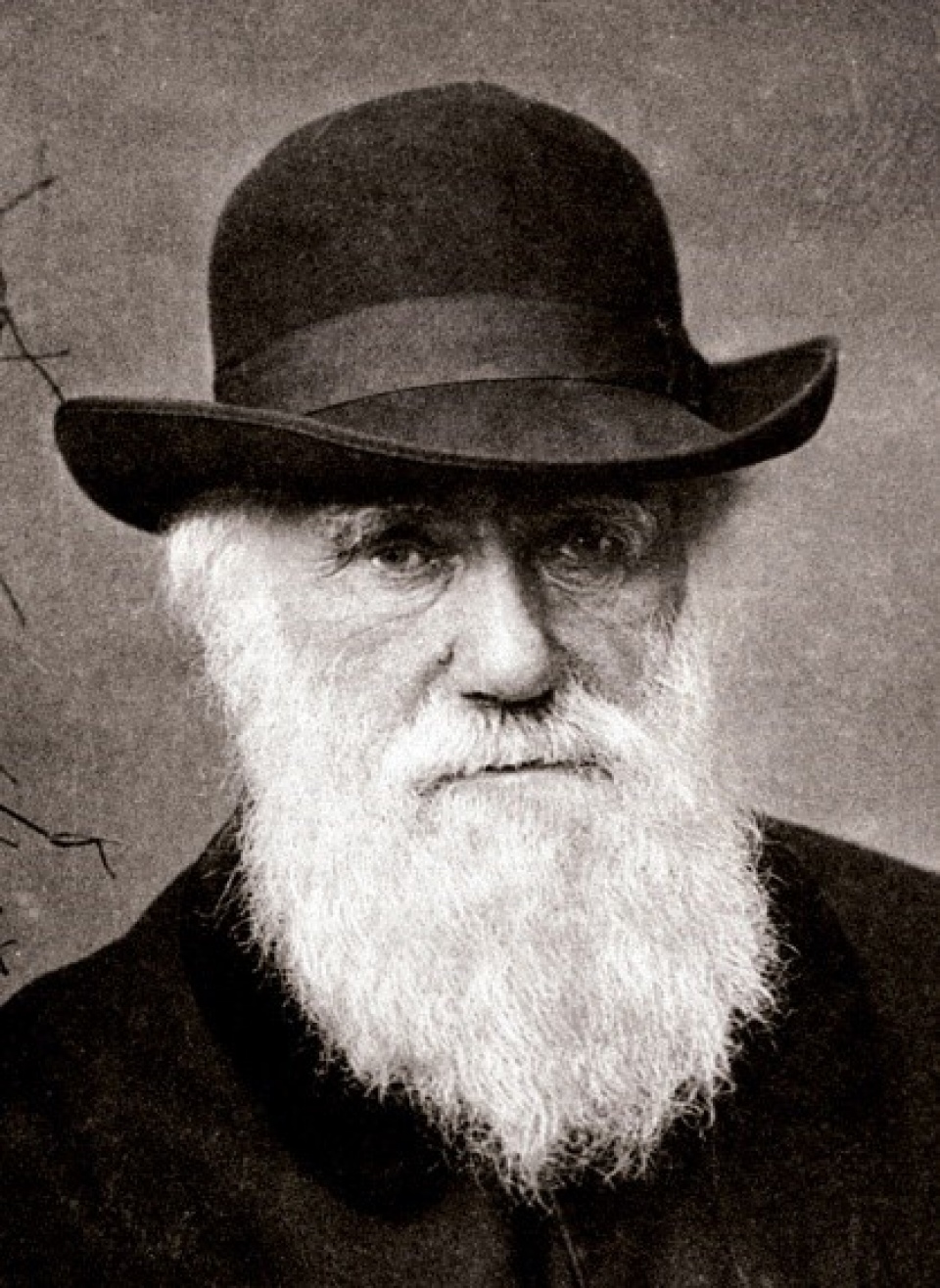Charles Darwin, die Kirche und die Revolution Ursprung und Rezeption