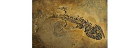 Ankauf von Actinodon longirostris (2009)