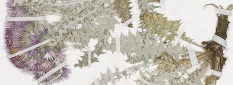 Ankauf von Herbarbelegen (2019)