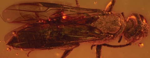 Fossile Bernsteinwespe (2014)