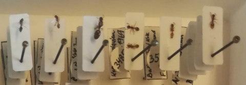 Ameisensammlung (2000)