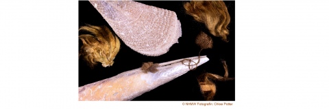 „Muschelseide“- Gesponnenes Gold