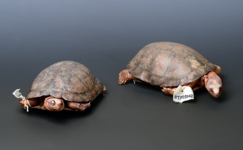 Neue Schildkröten in der Herpetologischen Sammlung (2021)
