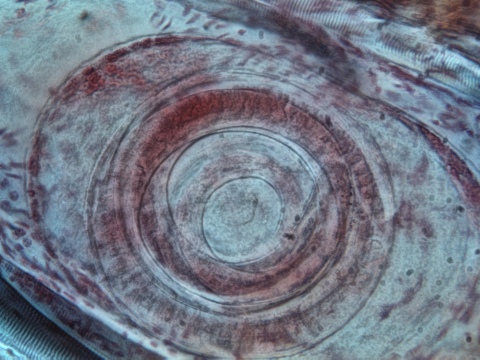 Helminthologie: Die Wissenschaft von den Eingeweidewürmern oder Der Würmer Zähmung