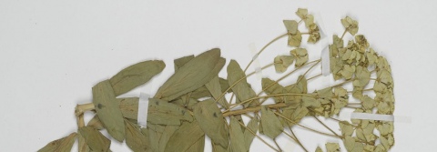 Ankauf von Herbarbelegen (2004)