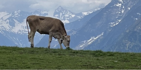 Freunde - Exkursion ins Zillertal