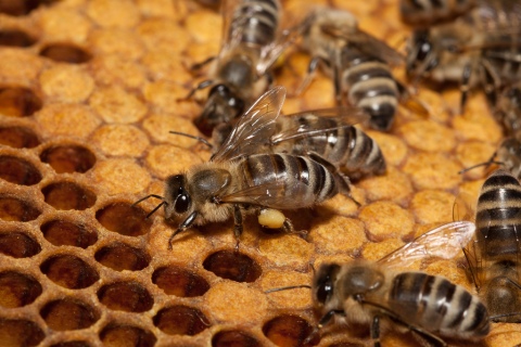 Wintersterblichkeit von Honigbienen in Österreich