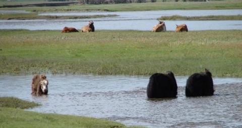 Yak und Rinder im Orkhon Tal, Mongoleii