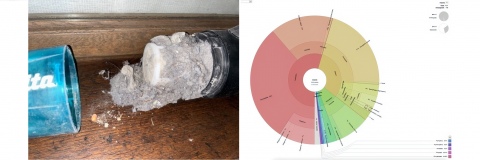 „Schädlinge und andere Arthropoden im Staub –  eine Metabarcodinganalyse über die 6 Stockwerke im NHM“