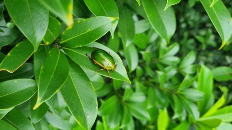 Ergebnisse der Entomologischen Sammelreise nach Nordvietnam